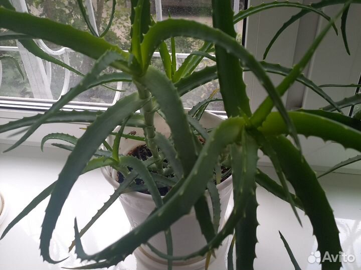 Алоэ лечебный