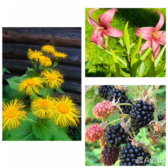 Садовые растения и цветы