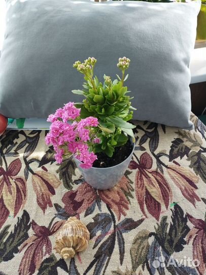 Каланхоэ декоративный розовый