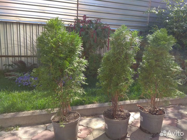 Туя смарагд 70-80 см