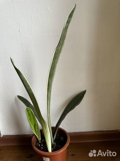 Сансевиерия металлика (манолин)