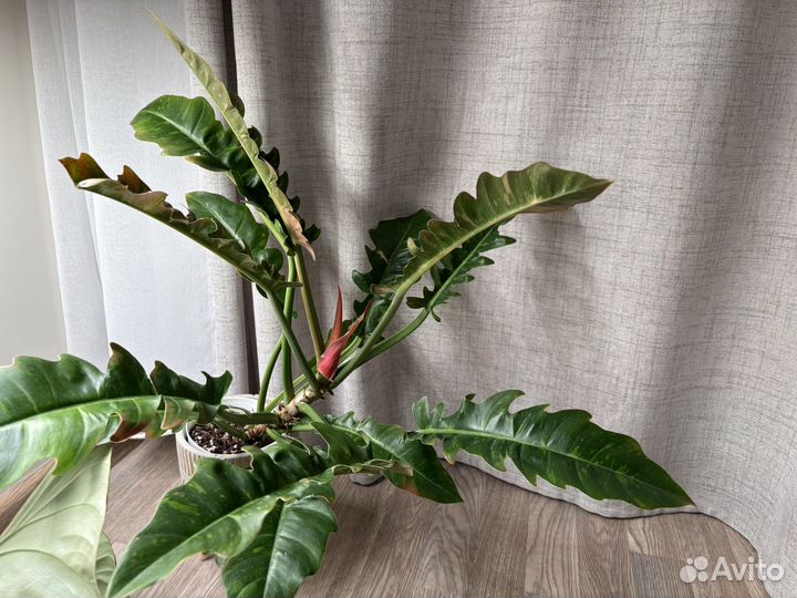 Филодендрон Ринг оф файер