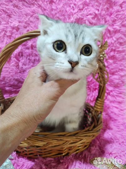 Серебристый котик