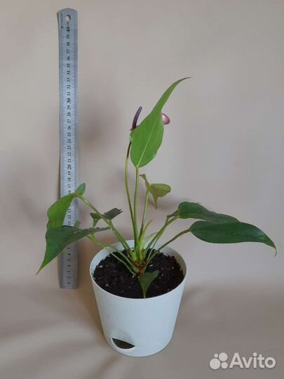 Антуриум Зизу