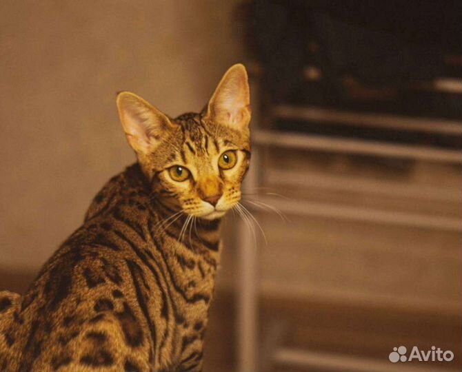 Бенгальская кошка