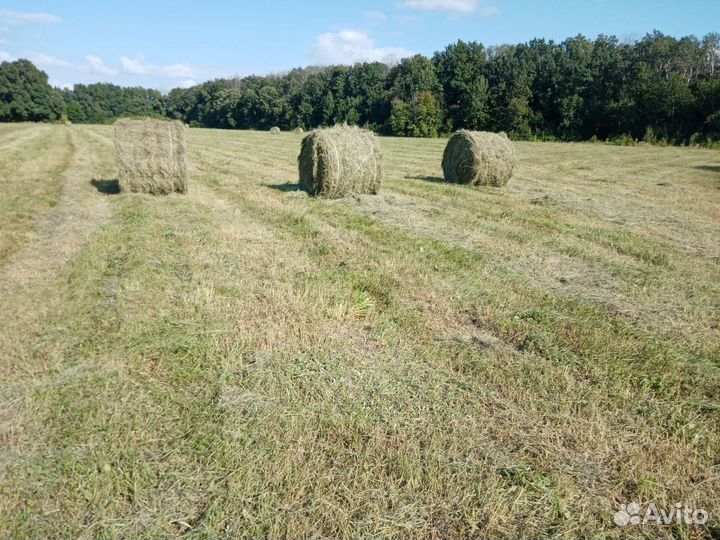 Продам сено в рулонах