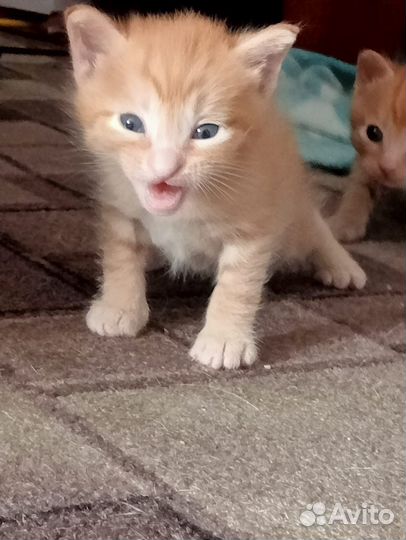 Кошка бесплатно