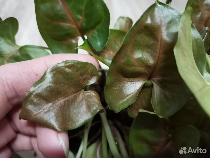 Сингониум Империал, Брокант, конфети, панда, др