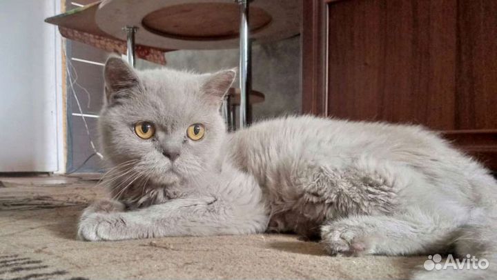 Кот