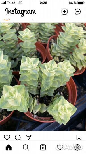 Суккуленты разных размеров