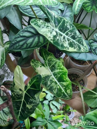 Алоказия мишольца вариегатная/фрайдек