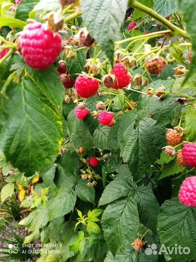 Ремонтантная малина