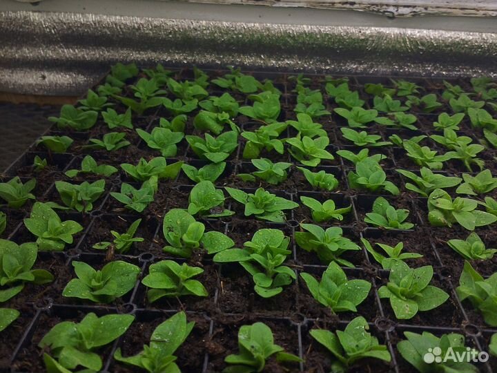 Петунья вегетативная