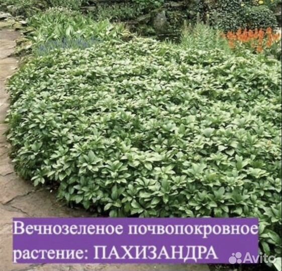 Пахизандра