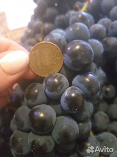 Саженцы винограда 2-ух летки