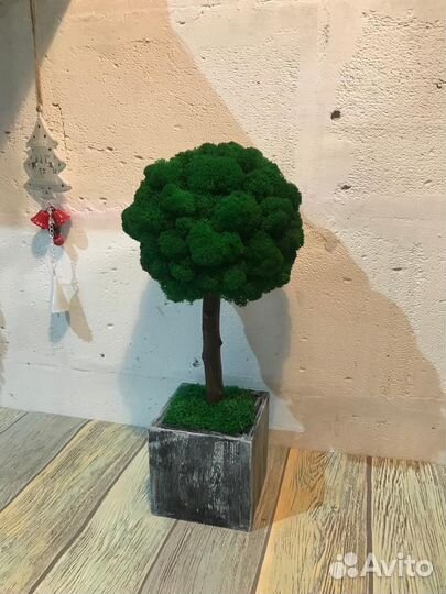 Топиарии из стабилизированного мха