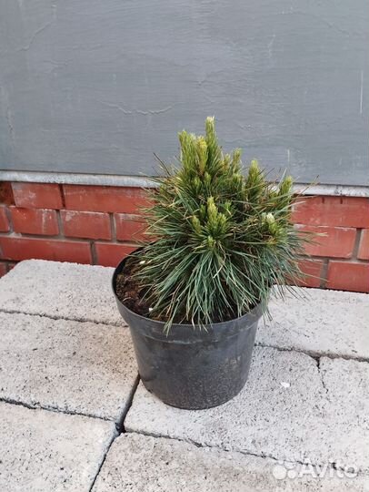 Сосна горная варелла, пумилио