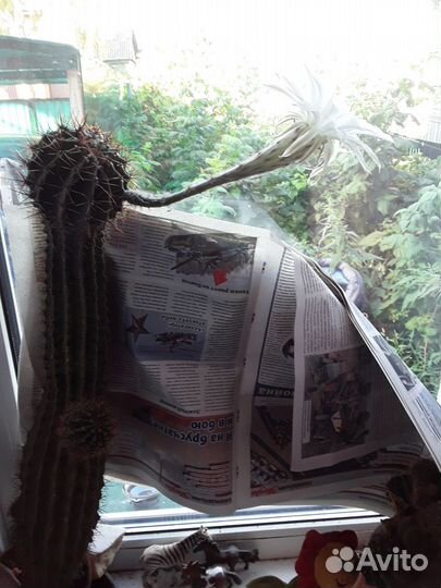 Сортовые кактусы цветущие