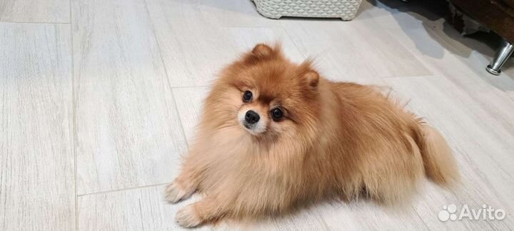 Кобель для вязки