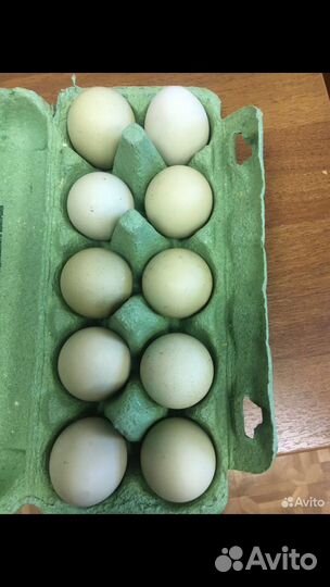 Инкубационное яйцо кур несушек