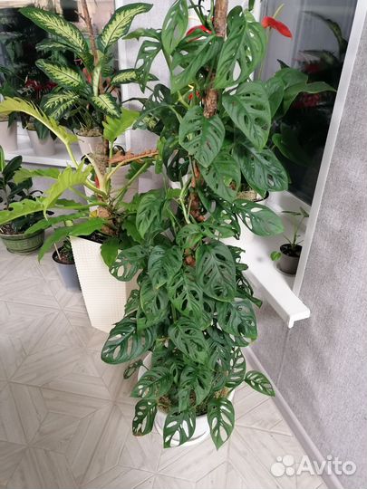 Монстера адансони