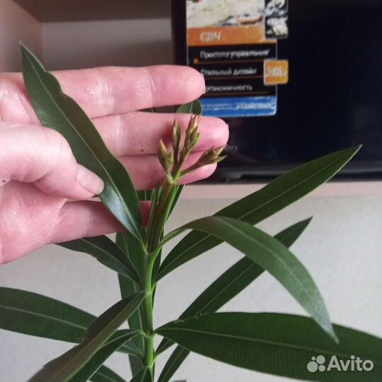 Олеандр. Лимон вариегатный