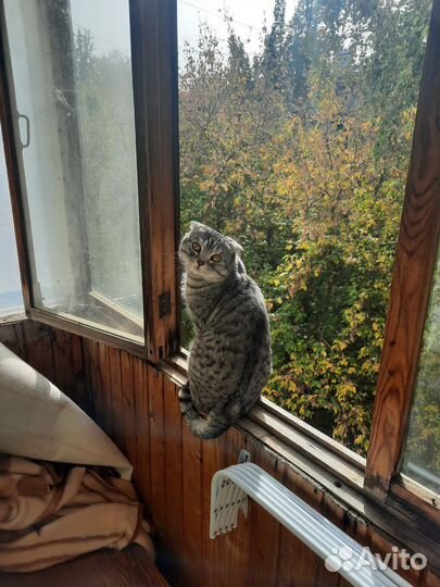 Шотландская вислоухая кошка бесплатно