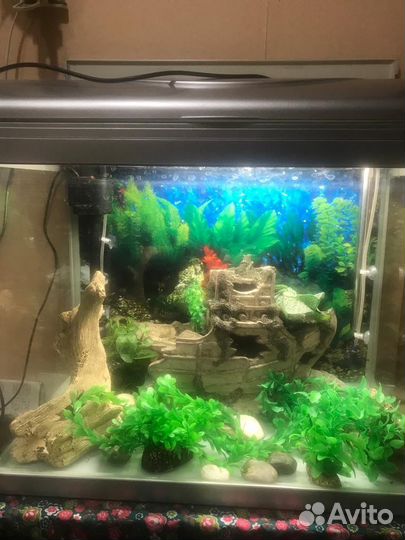 Аквариум