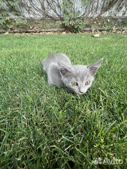 Котенок в добрые руки, девочка, бесплатно