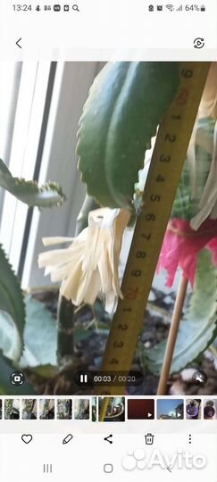 Каланхоэ дегремона