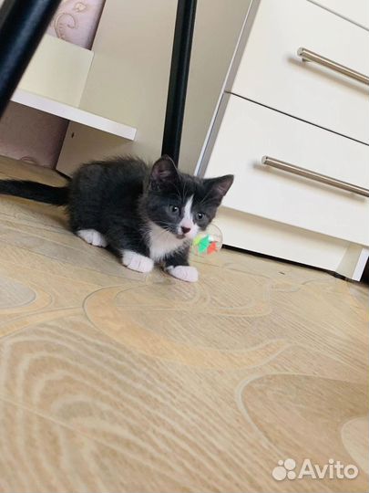 Девочка Ильва ищет дом