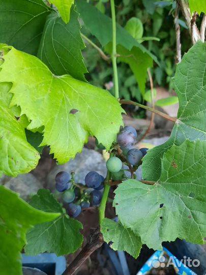 Саженцы винограда