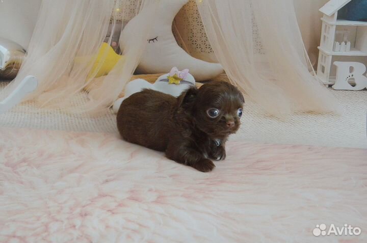 Шоколадная мини крошечка (девочка)