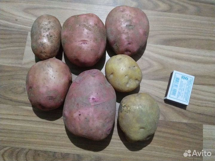 Крупный картофель
