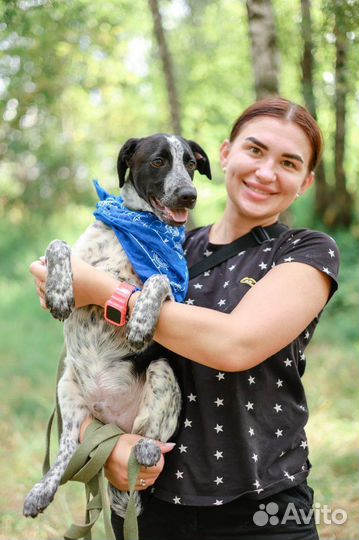 Щенок Спотти в добрые руки