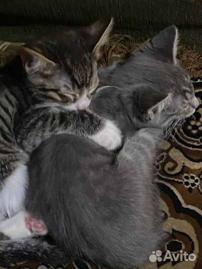 Котики бесплатно
