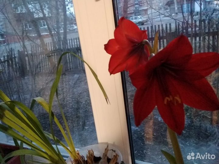 Амариллисы