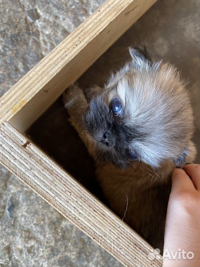 Щенки пекинеса