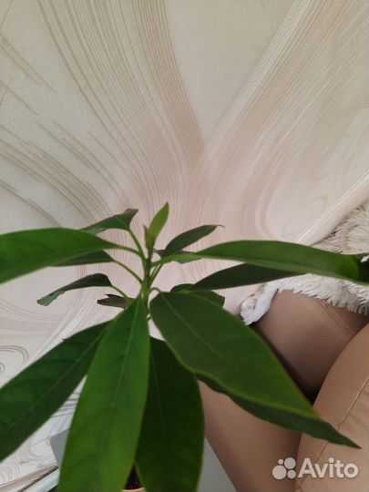 Авокадо растение