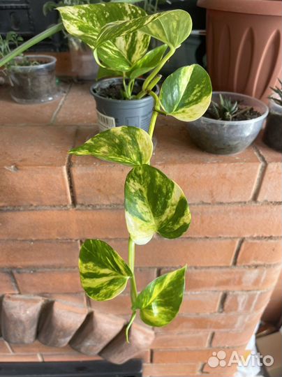 Сциндапсус