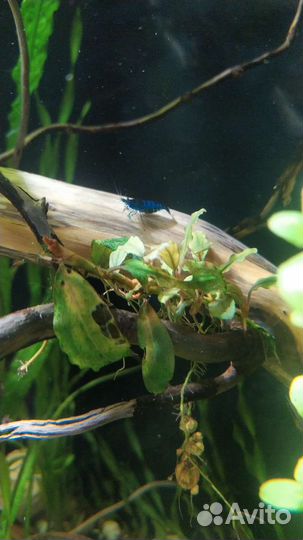 Креветки, растения, рыбки