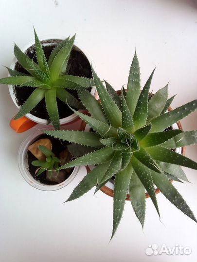 Алое Аристата