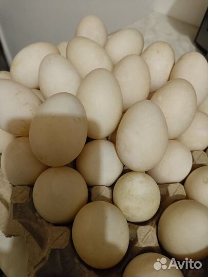 Утиные яйца