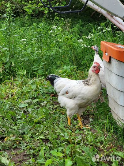 Молодые петушки