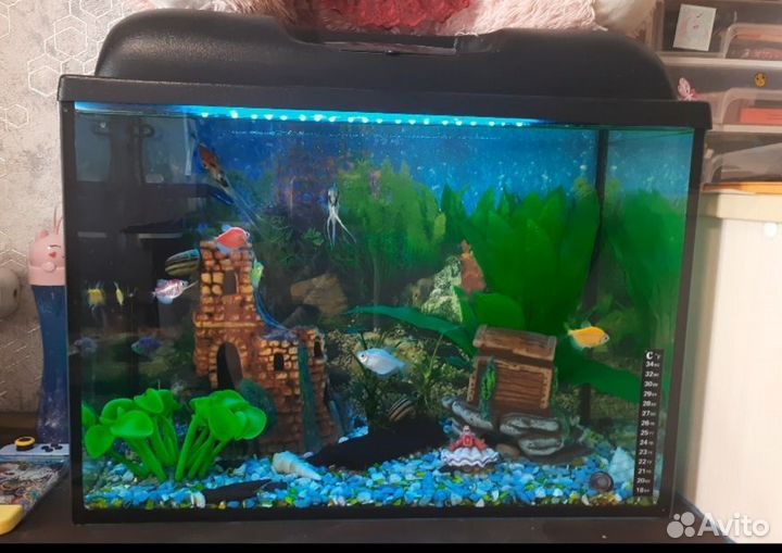 Аквариум на 50л