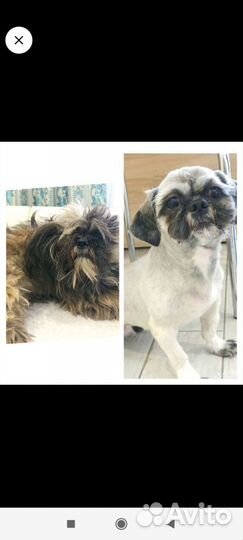 Стрижка собак и кошек Брянск,Карачев