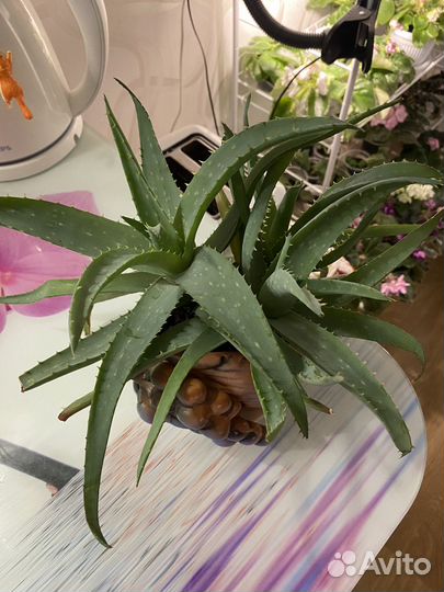 Комнатные цветы