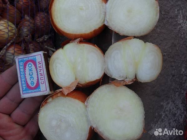 Репчатый лук нa зeлeнь космос