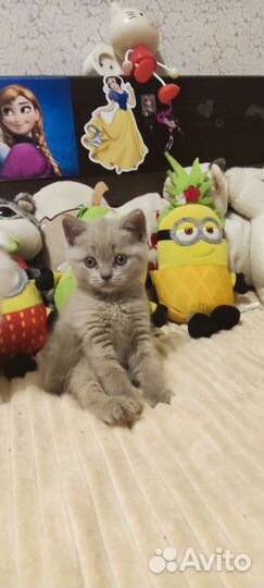 Шотландские котята