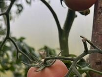 Овощи домашние помидоры зелень